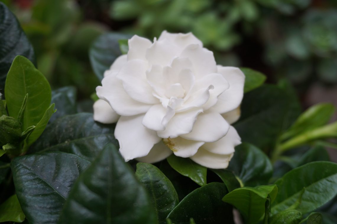 Gardenia Flower