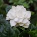 Gardenia Flower