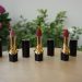 Pat McGrath Lipsticks